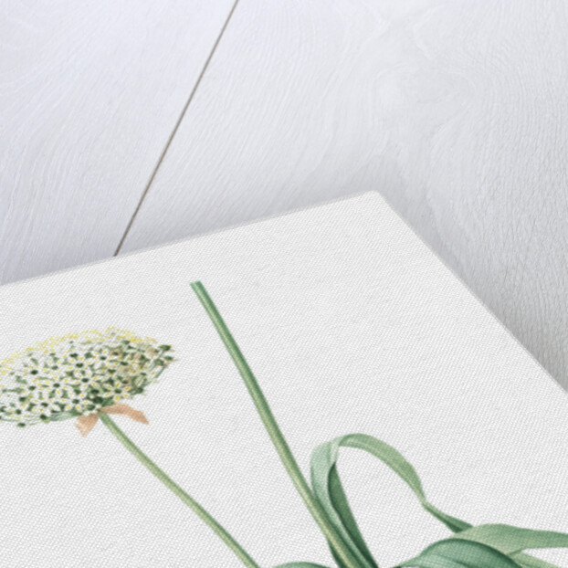 Allium nigrum, Ail noir, Black garlic by Pierre Joseph Redouté