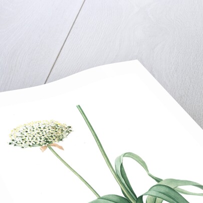 Allium nigrum, Ail noir, Black garlic by Pierre Joseph Redouté