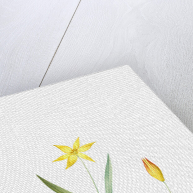 Tulipa Celsiana, Tulipa australis; Tulipe de Cels, Wild Tulip Australis by Pierre Joseph Redouté