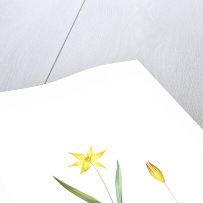 Tulipa Celsiana, Tulipa australis; Tulipe de Cels, Wild Tulip Australis by Pierre Joseph Redouté