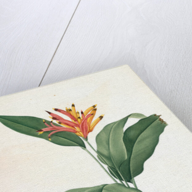 Heliconia psittacorum, Héliconia des Perroquets; Parrot Flower by Pierre Joseph Redouté