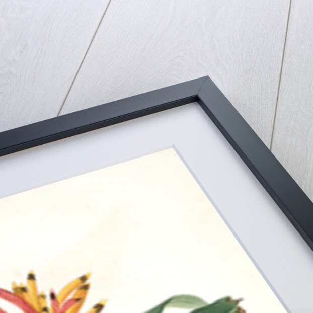 Heliconia psittacorum, Héliconia des Perroquets; Parrot Flower by Pierre Joseph Redouté