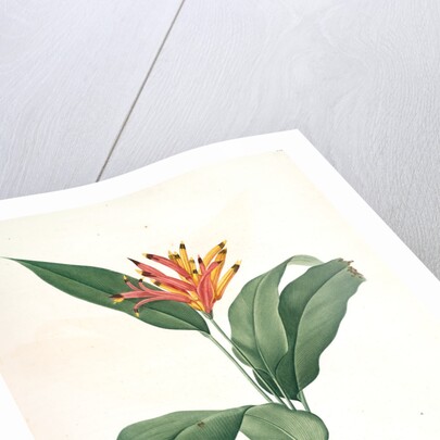 Heliconia psittacorum, Héliconia des Perroquets; Parrot Flower by Pierre Joseph Redouté