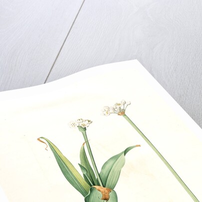 Allium sulcatum, Allium neapolitanum; Ail cannelé, Naples onion by Pierre Joseph Redouté
