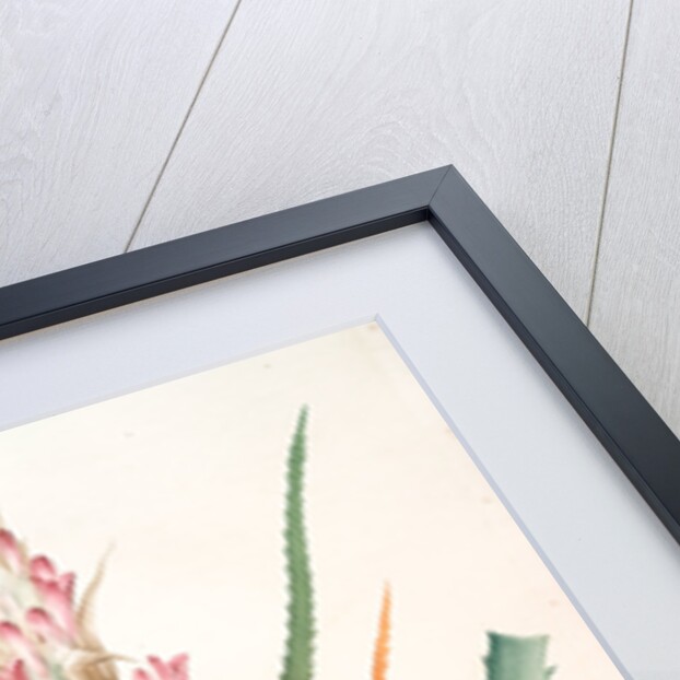 Bromella pinguin, Bromelia Pinguin; Ananas sauvage; Pinguin by Pierre Joseph Redouté