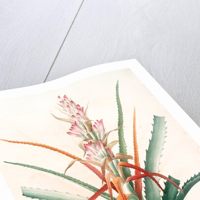 Bromella pinguin, Bromelia Pinguin; Ananas sauvage; Pinguin by Pierre Joseph Redouté