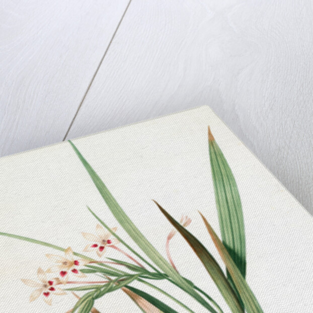 Gladiolus tubatus, Glaïeul en trompette by Pierre Joseph Redouté