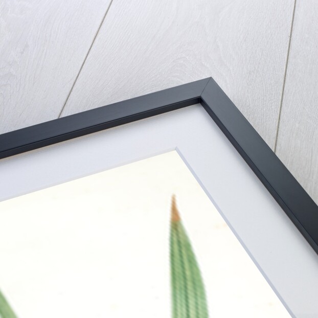 Gladiolus tubatus, Glaïeul en trompette by Pierre Joseph Redouté