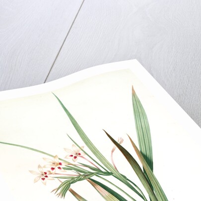 Gladiolus tubatus, Glaïeul en trompette by Pierre Joseph Redouté