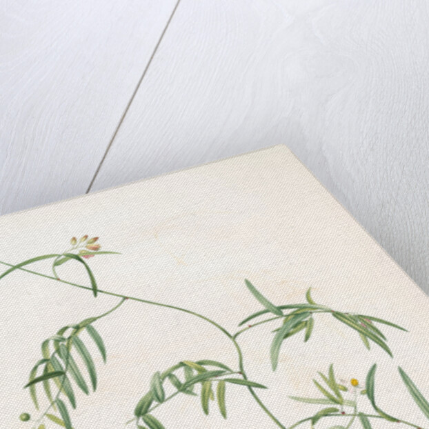 Medeola angustifolia, Geitonoplesium cymosum; Medeola à feuilles étroites by Pierre Joseph Redouté