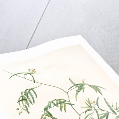 Medeola angustifolia, Geitonoplesium cymosum; Medeola à feuilles étroites by Pierre Joseph Redouté