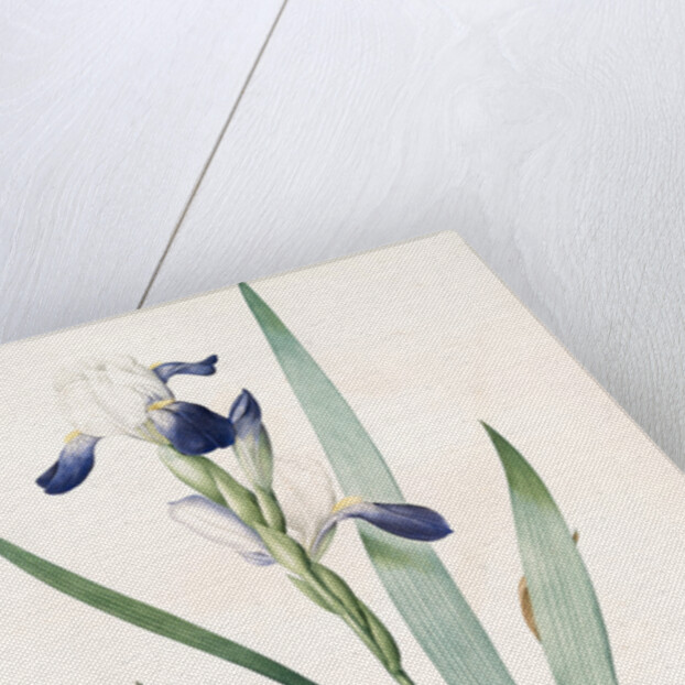 Iris amoena, Iris hybrida; Iris agréable, Bearded Iris by Pierre Joseph Redouté