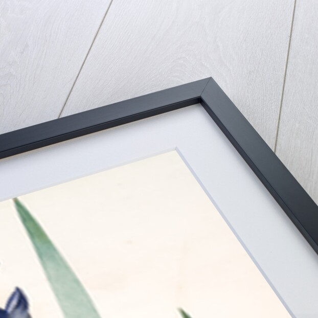 Iris amoena, Iris hybrida; Iris agréable, Bearded Iris by Pierre Joseph Redouté