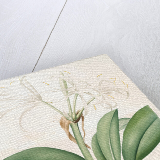 Pancratium fragrans, Hymenocallis sp; Pancrace odorant, Spider Lily by Pierre Joseph Redouté