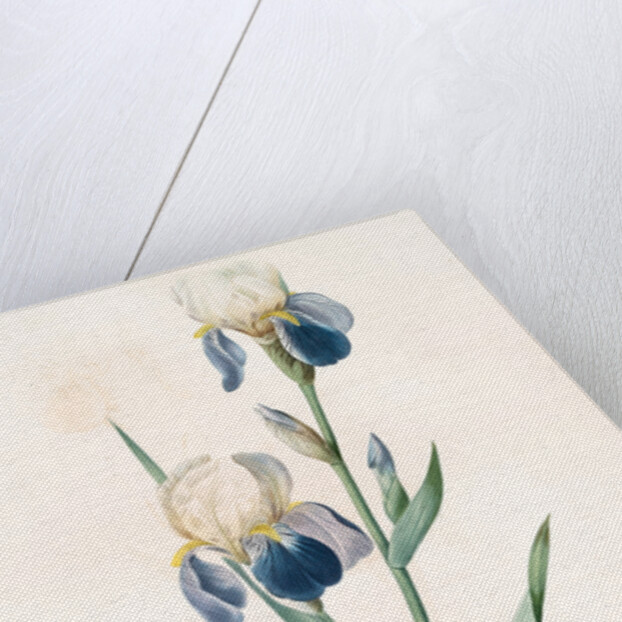 Iris sambucina, Iris à l'odeur de sureau, Elder-scented Iris by Pierre Joseph Redouté