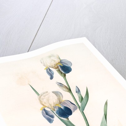 Iris sambucina, Iris à l'odeur de sureau, Elder-scented Iris by Pierre Joseph Redouté