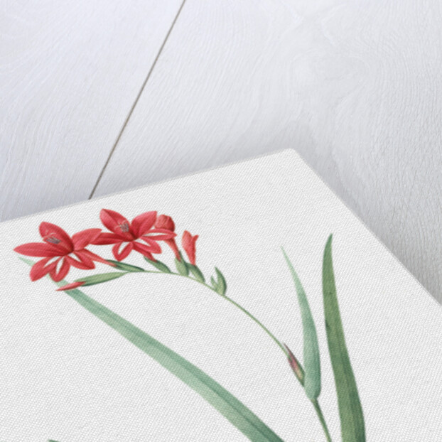 Gladiolus cardinalis, Glaieul cardinal; Waterfall Gladiolus, New Year Lily; Superb Gladiolus by Pierre Joseph Redouté
