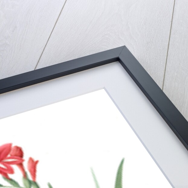 Gladiolus cardinalis, Glaieul cardinal; Waterfall Gladiolus, New Year Lily; Superb Gladiolus by Pierre Joseph Redouté