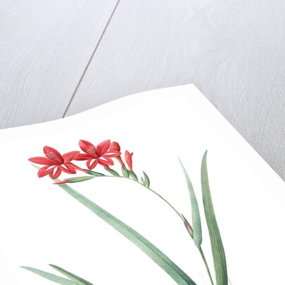 Gladiolus cardinalis, Glaieul cardinal; Waterfall Gladiolus, New Year Lily; Superb Gladiolus by Pierre Joseph Redouté