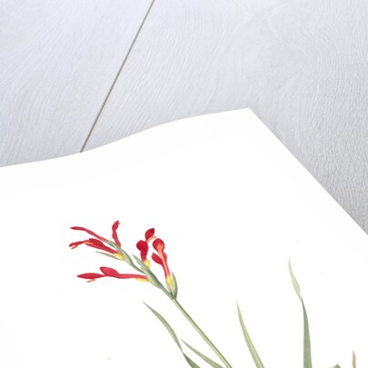 Antholyza cunonia, Antholyse papilionacée, Gladiolus; Sword Lily; Corn flag; Scarlet-flowered Antholyza by Pierre Joseph Redouté