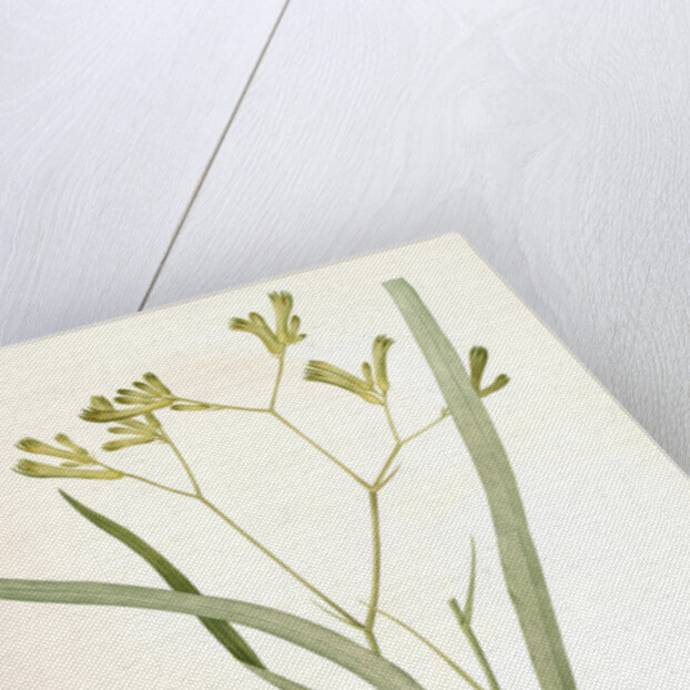 Anigozanthos flavida, Anigosanthos flavida; Anigosanthe jaunâtre; Australian Sword Lily by Pierre Joseph Redouté