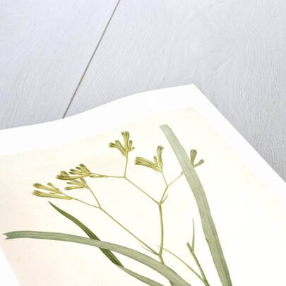 Anigozanthos flavida, Anigosanthos flavida; Anigosanthe jaunâtre; Australian Sword Lily by Pierre Joseph Redouté