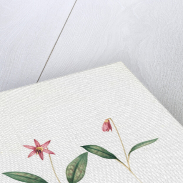 Erythronium dens-canis, Erythronium dens canis;Erythrone dent de chien, dog's-tooth violet; adder's tongues by Pierre Joseph Redouté