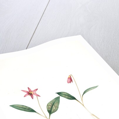 Erythronium dens-canis, Erythronium dens canis;Erythrone dent de chien, dog's-tooth violet; adder's tongues by Pierre Joseph Redouté