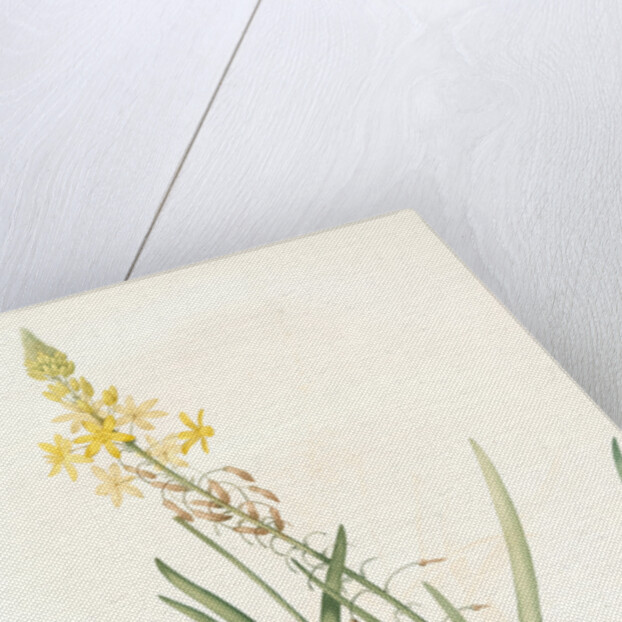 Anthericum frutescens, Bulbine fruitscens by Pierre Joseph Redouté