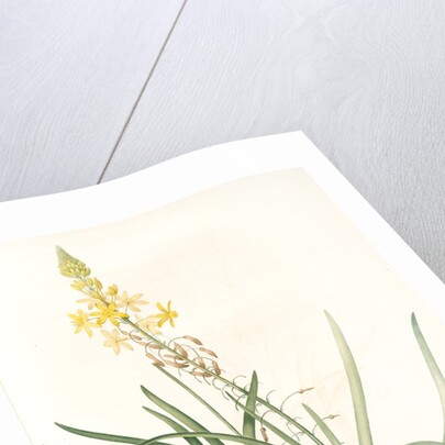 Anthericum frutescens, Bulbine fruitscens by Pierre Joseph Redouté