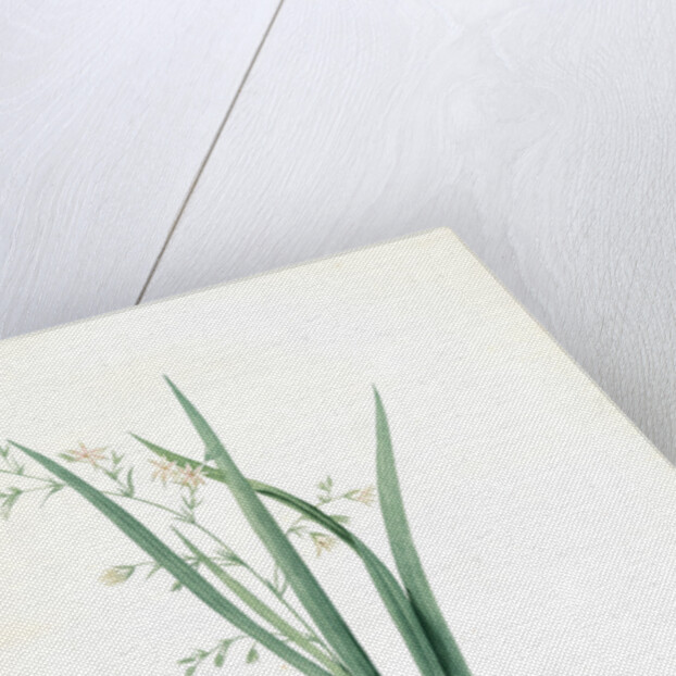 Diasia graminifolia, Melasphaerula graminea; Diasie à feuilles de gramen, Grass-leaved Melasphaerula by Pierre Joseph Redouté