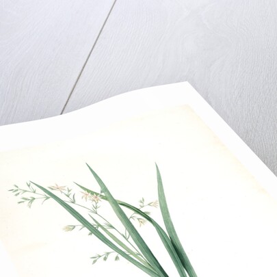 Diasia graminifolia, Melasphaerula graminea; Diasie à feuilles de gramen, Grass-leaved Melasphaerula by Pierre Joseph Redouté