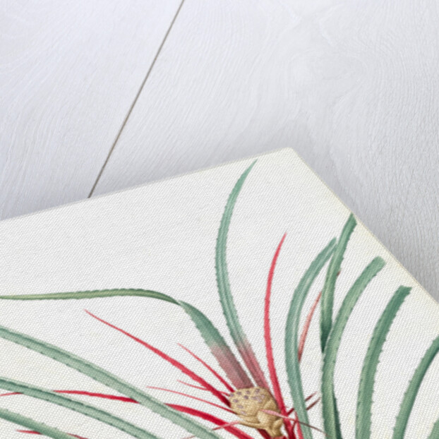 Bromella Karatas, Karatas Plumieri; Ananas karatas by Pierre Joseph Redouté