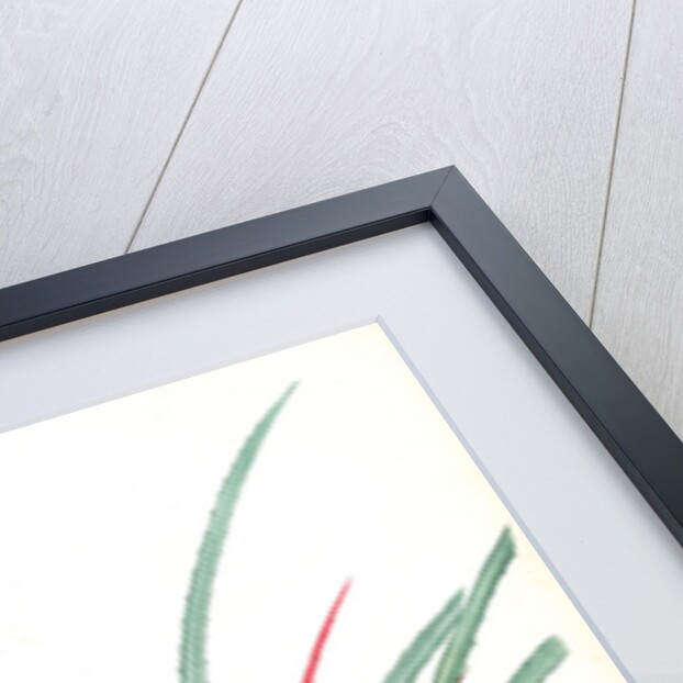 Bromella Karatas, Karatas Plumieri; Ananas karatas by Pierre Joseph Redouté