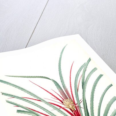 Bromella Karatas, Karatas Plumieri; Ananas karatas by Pierre Joseph Redouté