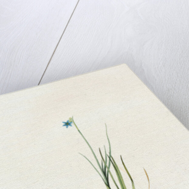 Sisyrinchium gramineum, Sisyrinchium angustifolium; Bermudienne à petites fleurs; Blue-eyed Grass by Pierre Joseph Redouté
