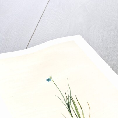 Sisyrinchium gramineum, Sisyrinchium angustifolium; Bermudienne à petites fleurs; Blue-eyed Grass by Pierre Joseph Redouté