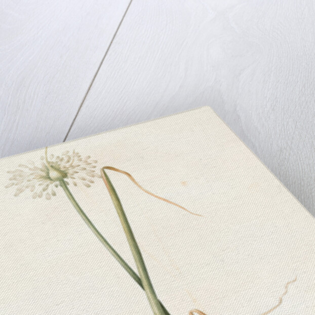 Allium palens, Allium pallens; Ail pâle, Dune bentgrass by Pierre Joseph Redouté
