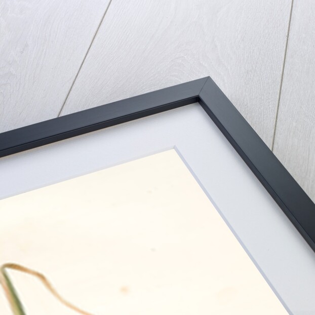 Allium palens, Allium pallens; Ail pâle, Dune bentgrass by Pierre Joseph Redouté