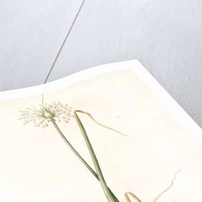 Allium palens, Allium pallens; Ail pâle, Dune bentgrass by Pierre Joseph Redouté