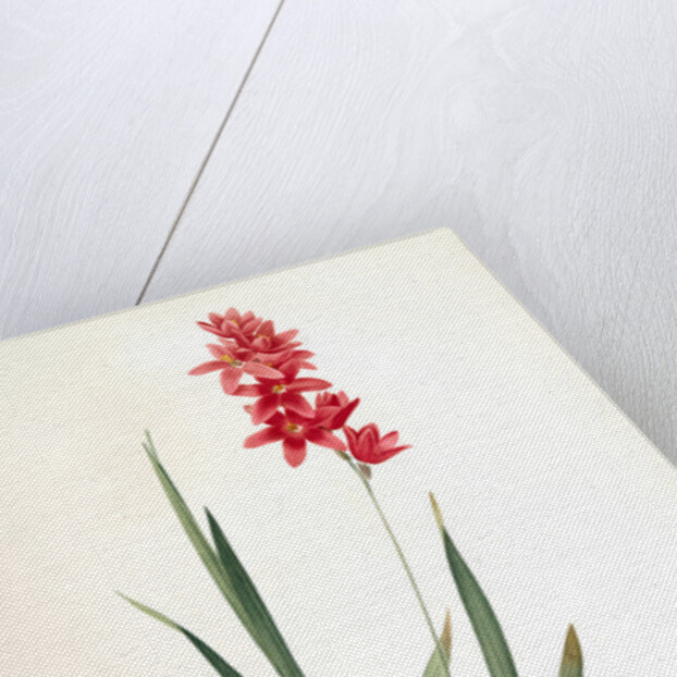 Ixia patens, Ixia filiformis; Ixis filiforme, Spreading-flowered by Pierre Joseph Redouté