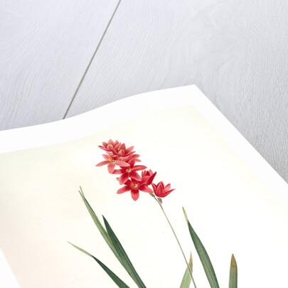 Ixia patens, Ixia filiformis; Ixis filiforme, Spreading-flowered by Pierre Joseph Redouté