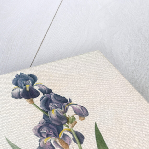 Iris plicata, Iris plissé by Pierre Joseph Redouté