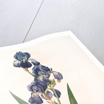 Iris plicata, Iris plissé by Pierre Joseph Redouté