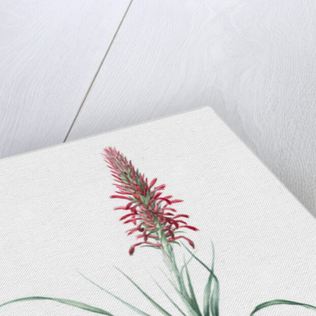 Pitcairnia latifolia, Pitcairnia bracteata; Pitcairnia á large feuille, Broad-leaved Pitcairnia by Pierre Joseph Redouté