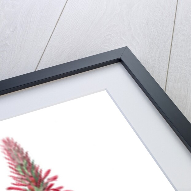 Pitcairnia latifolia, Pitcairnia bracteata; Pitcairnia á large feuille, Broad-leaved Pitcairnia by Pierre Joseph Redouté