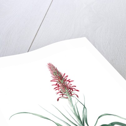 Pitcairnia latifolia, Pitcairnia bracteata; Pitcairnia á large feuille, Broad-leaved Pitcairnia by Pierre Joseph Redouté