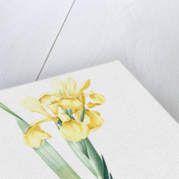 Iris Monnieri, Iris de Lemonnier by Pierre Joseph Redouté