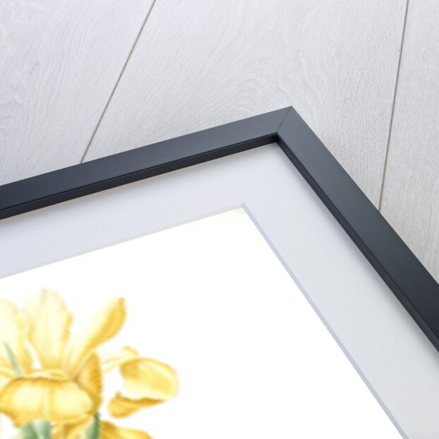 Iris Monnieri, Iris de Lemonnier by Pierre Joseph Redouté