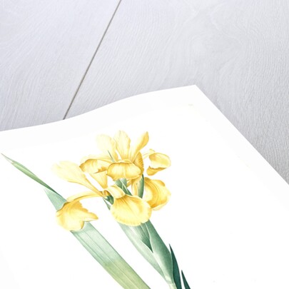 Iris Monnieri, Iris de Lemonnier by Pierre Joseph Redouté